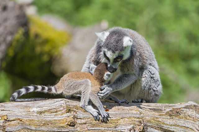 Tierrecht statt Tierschutz – Aktivismus