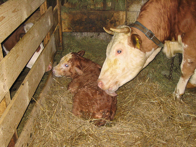 Tierrecht statt Tierschutz – Aktivismus