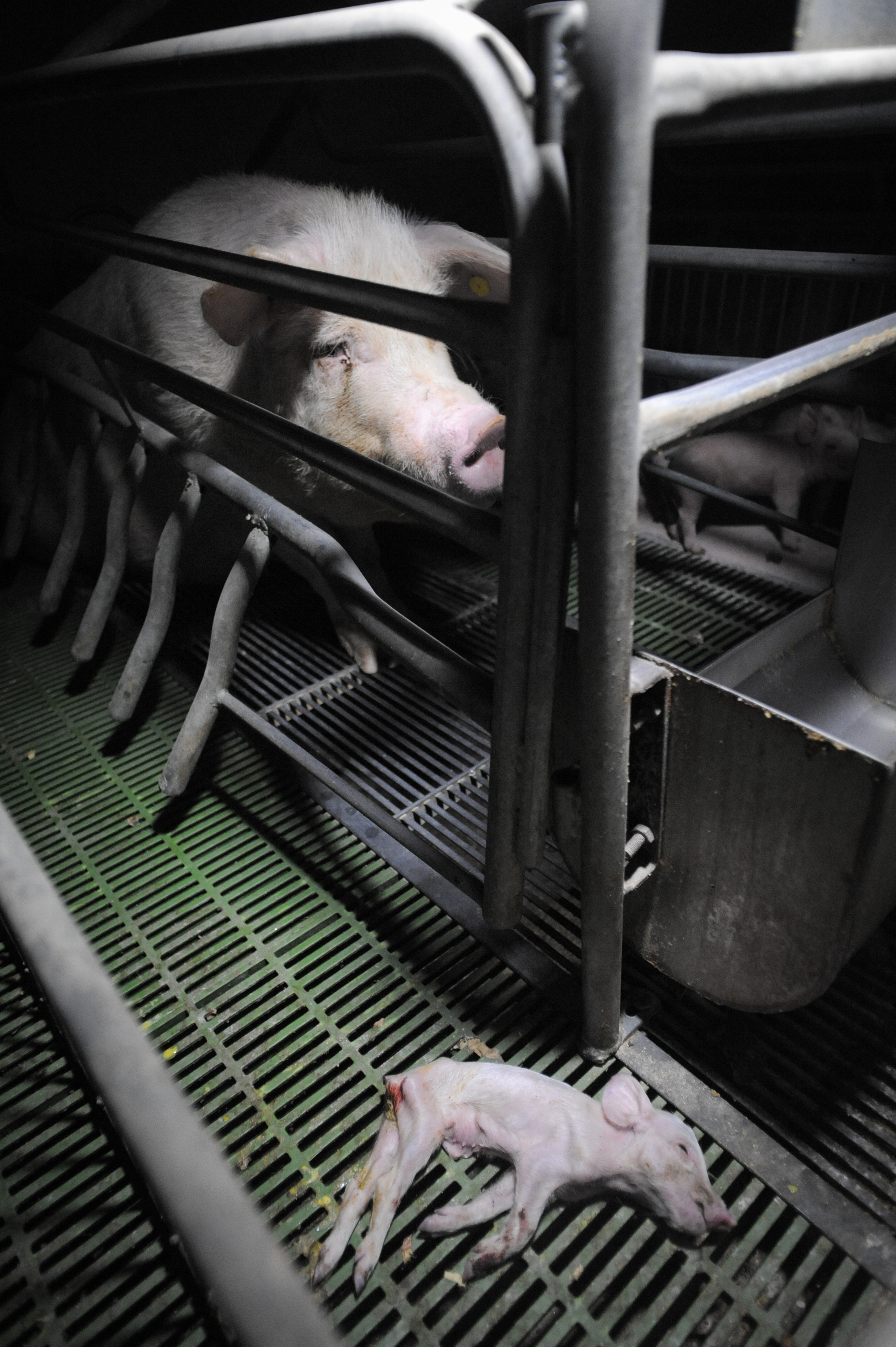 Pig factory farm investigation. Spain, 2011