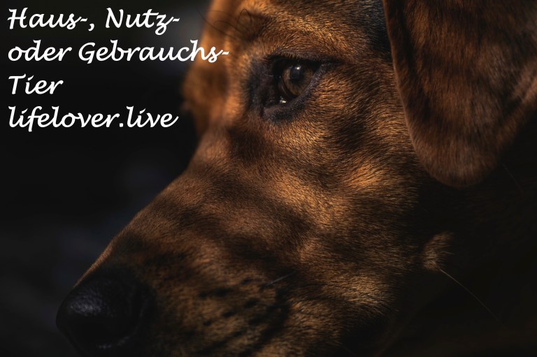 Novels4u.com – Literatur & Geschichten