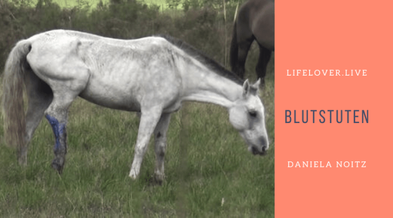 Novels4u.com – Literatur & Geschichten