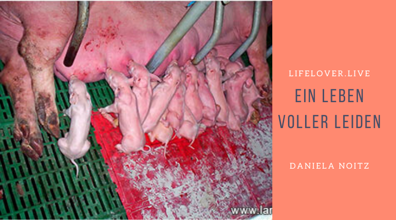 Novels4u.com – Literatur & Geschichten