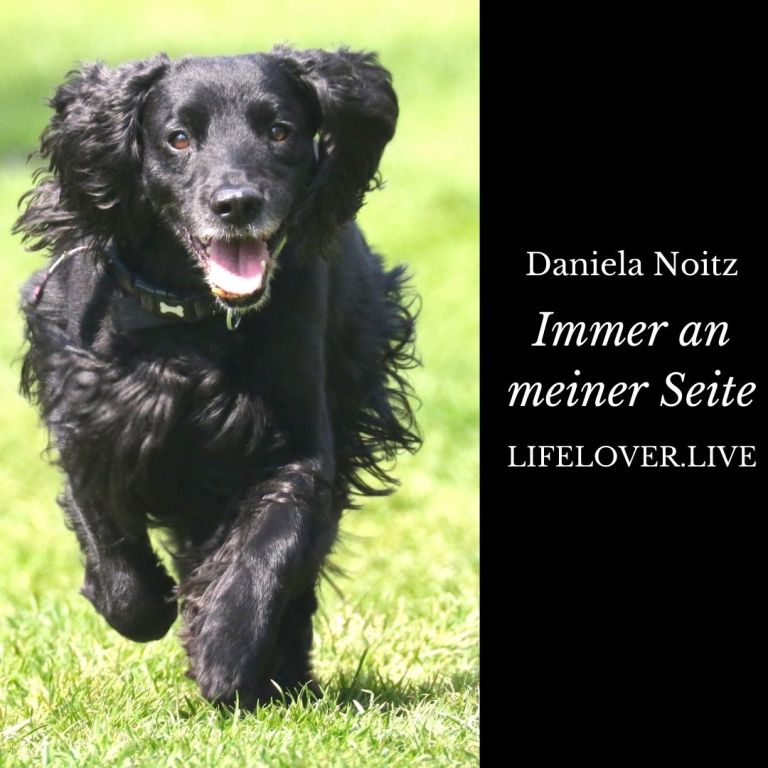 Immer an meiner Seite – Alle Geschichten