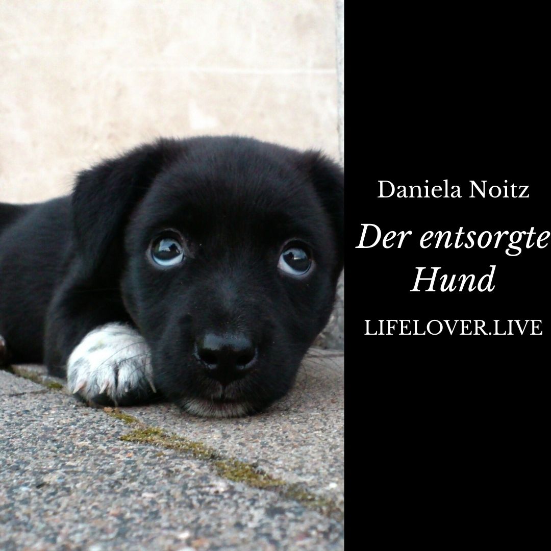 Der entsorgte Hund – Alle Geschichten