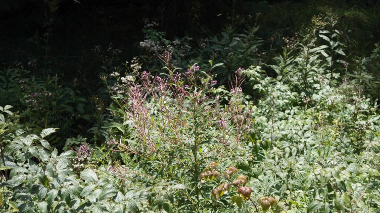 Das Mädchen, das die Schweine liebte (6) – Alle Geschichten