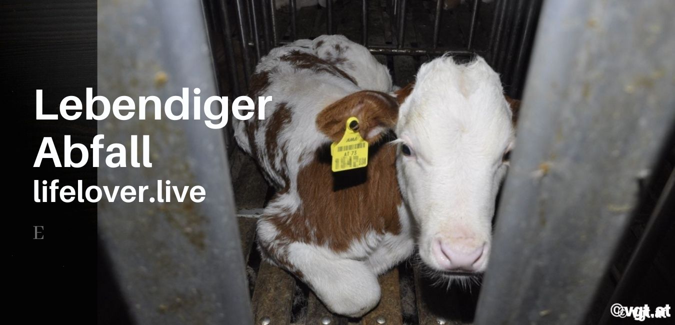 Lebendiger Abfall – Aktivismus