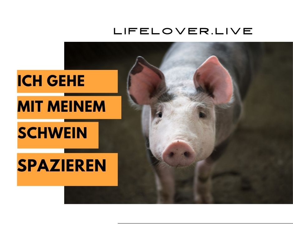 Ich gehe mit meinem Schwein spazieren – Alle Geschichten