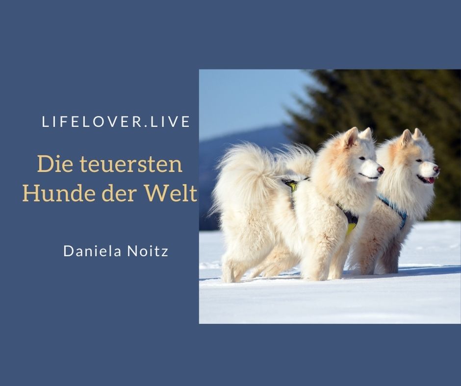 Die teuersten Hunde der Welt – Aktivismus