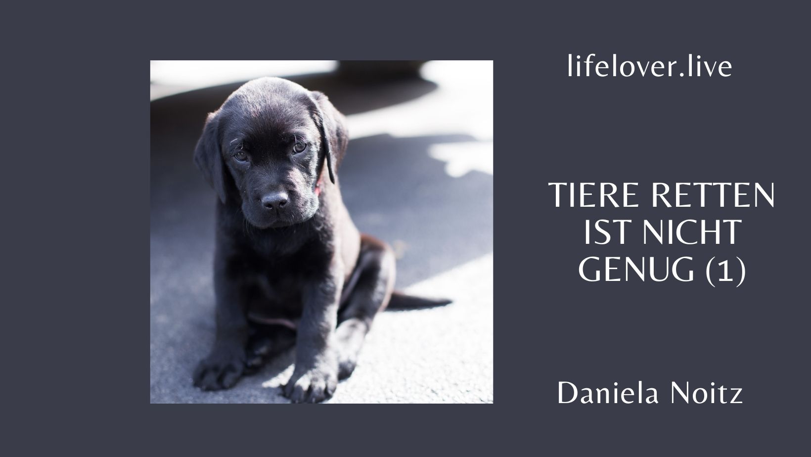 Tiere retten ist nicht genug (1) – Aktivismus