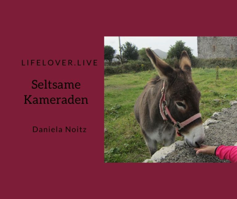 Seltsame Kameraden – Alle Geschichten