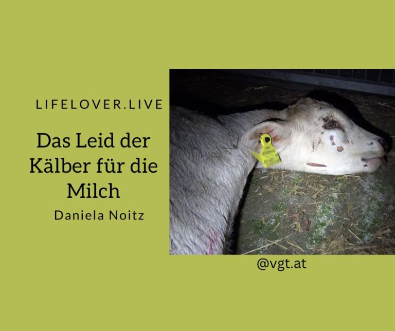 Das Leid der Kälber für die Milch – Aktivismus
