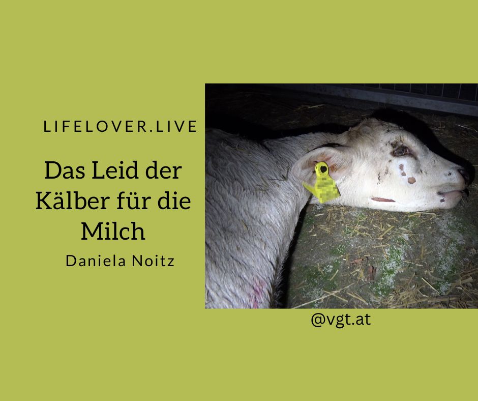 Das Leid der Kälber für die Milch – Aktivismus