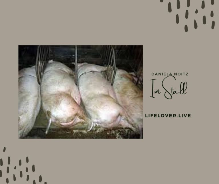 Novels4u.com – Literatur & Geschichten