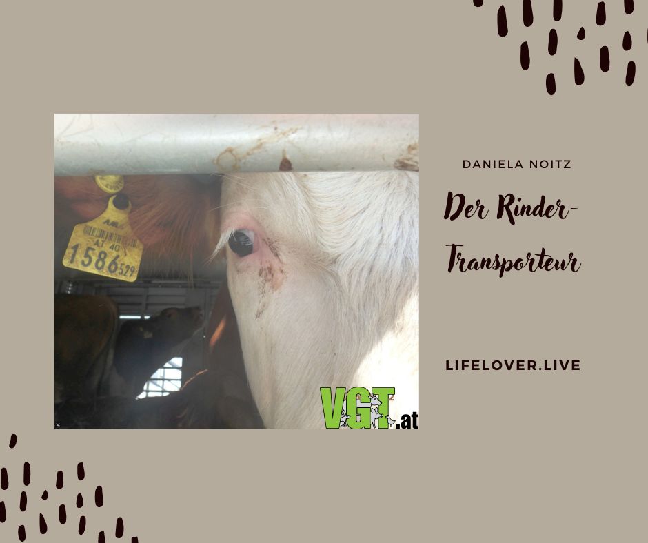 Der Rindertransporteur – Aktivismus