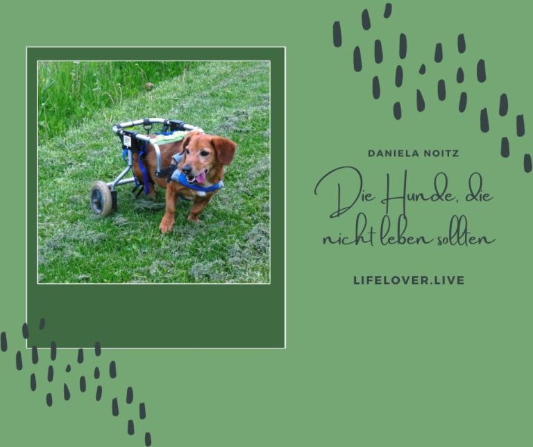 Die Hunde, die nicht leben sollten – Aktivismus