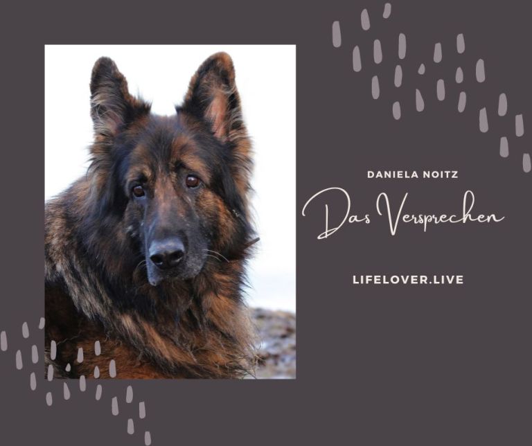 Das Versprechen – Alle Geschichten