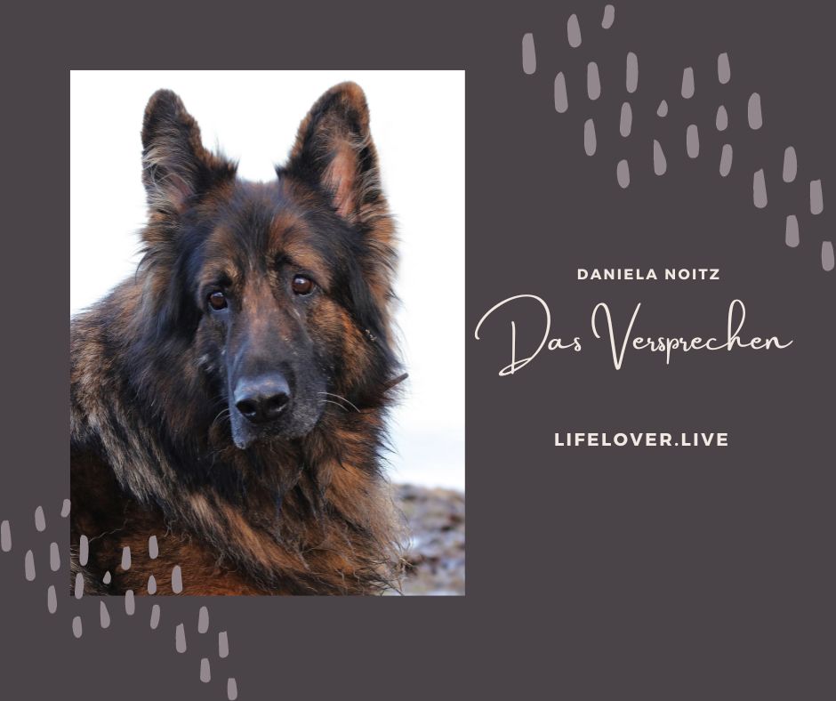 Das Versprechen – Alle Geschichten