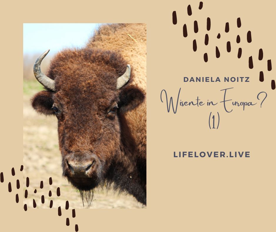 Wisente in Europa? (1) – Alle Geschichten