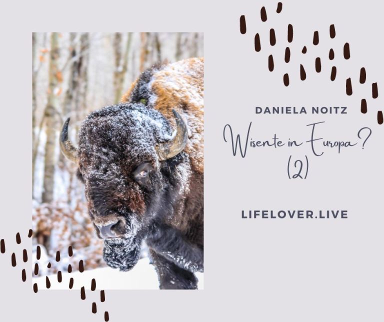 Wisente in Europa? (2) – Alle Geschichten
