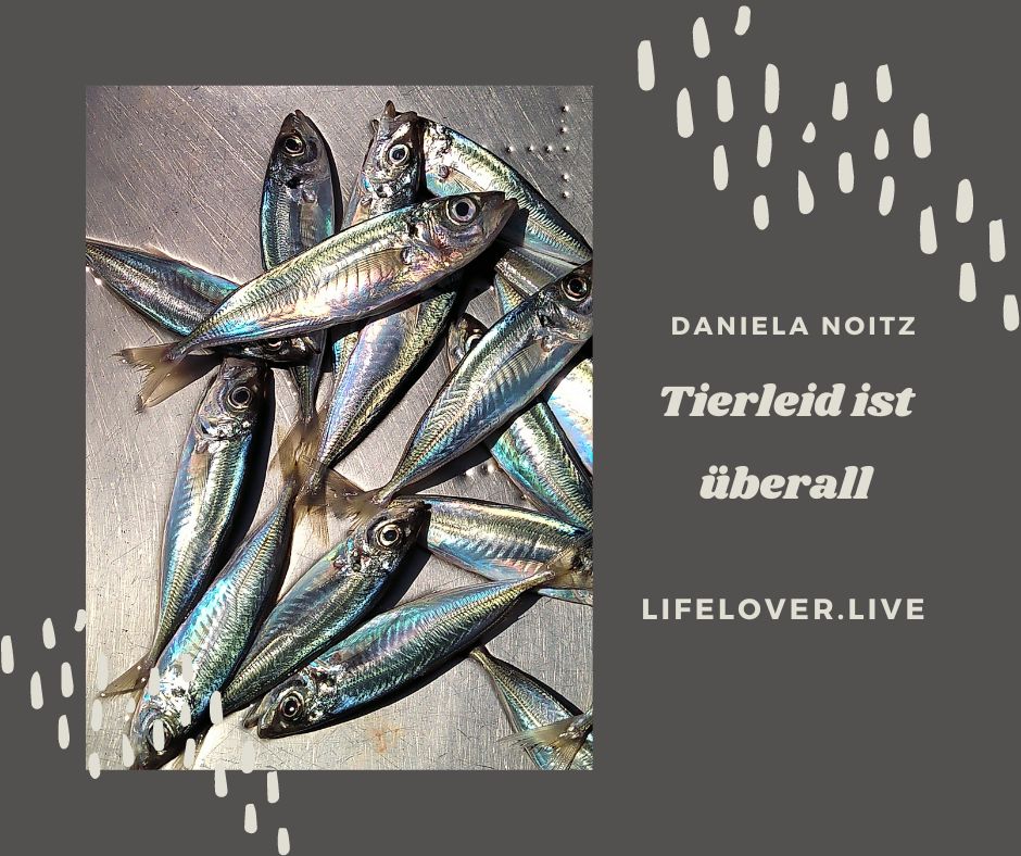 Tierleid ist überall – Aktivismus