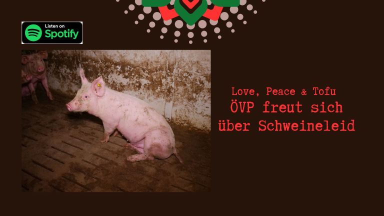 ÖVP freut sich über Schweineleid – Alle Geschichten