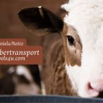 Bild von NOVELS4U | Daniela Noitz | vegan | Offizielle Webseite | novels4u.com - Daniela Noitz Kaelbertransport