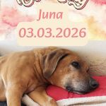 Bild von NOVELS4U | Daniela Noitz | vegan | Offizielle Webseite | novels4u.com - Daniela Noitz Literatur